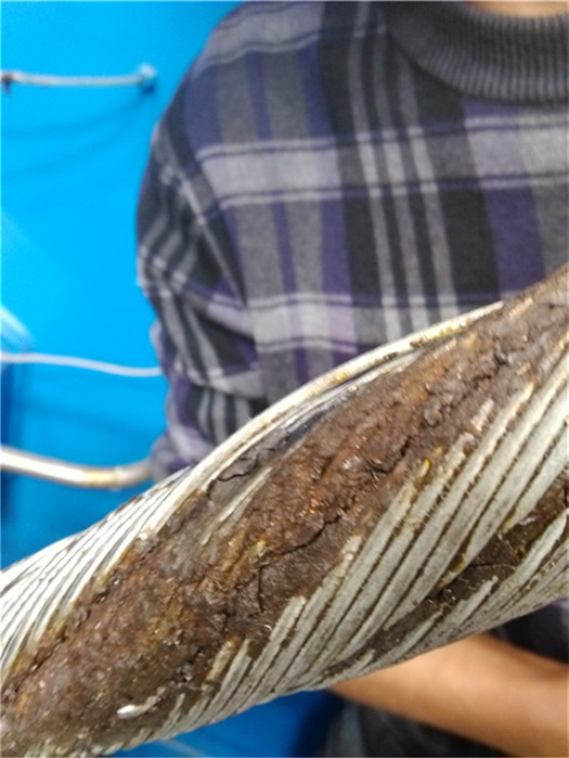 猫咪色情软件下载仪